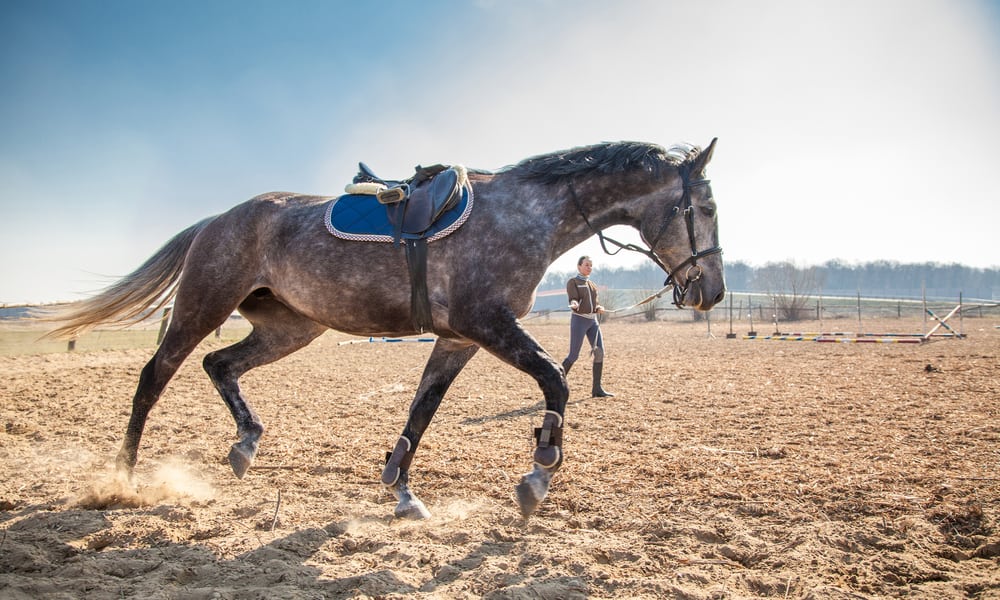 But My Horse Was Not Born That Way.