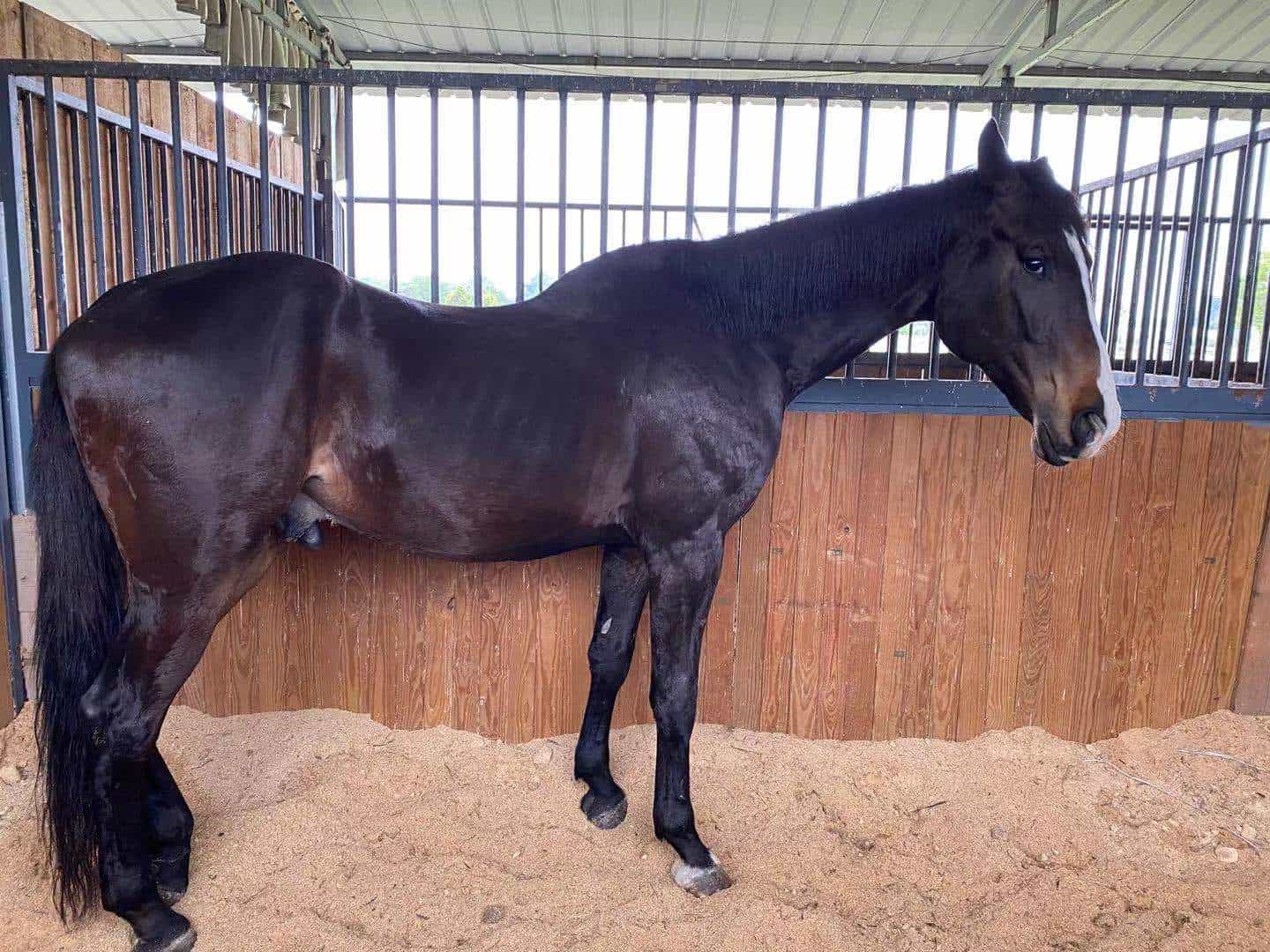Can My Horse Continue to Function With Swayback