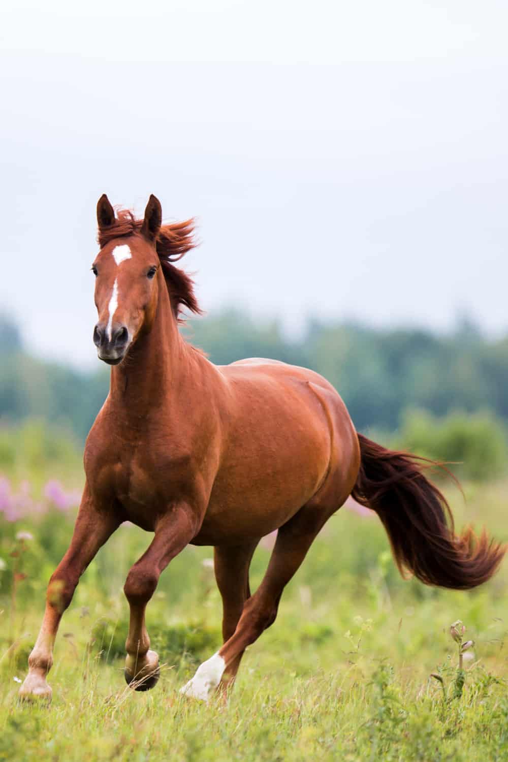Chestnut