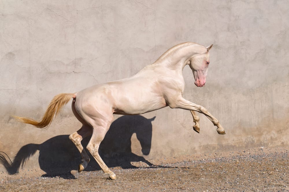 Cremello