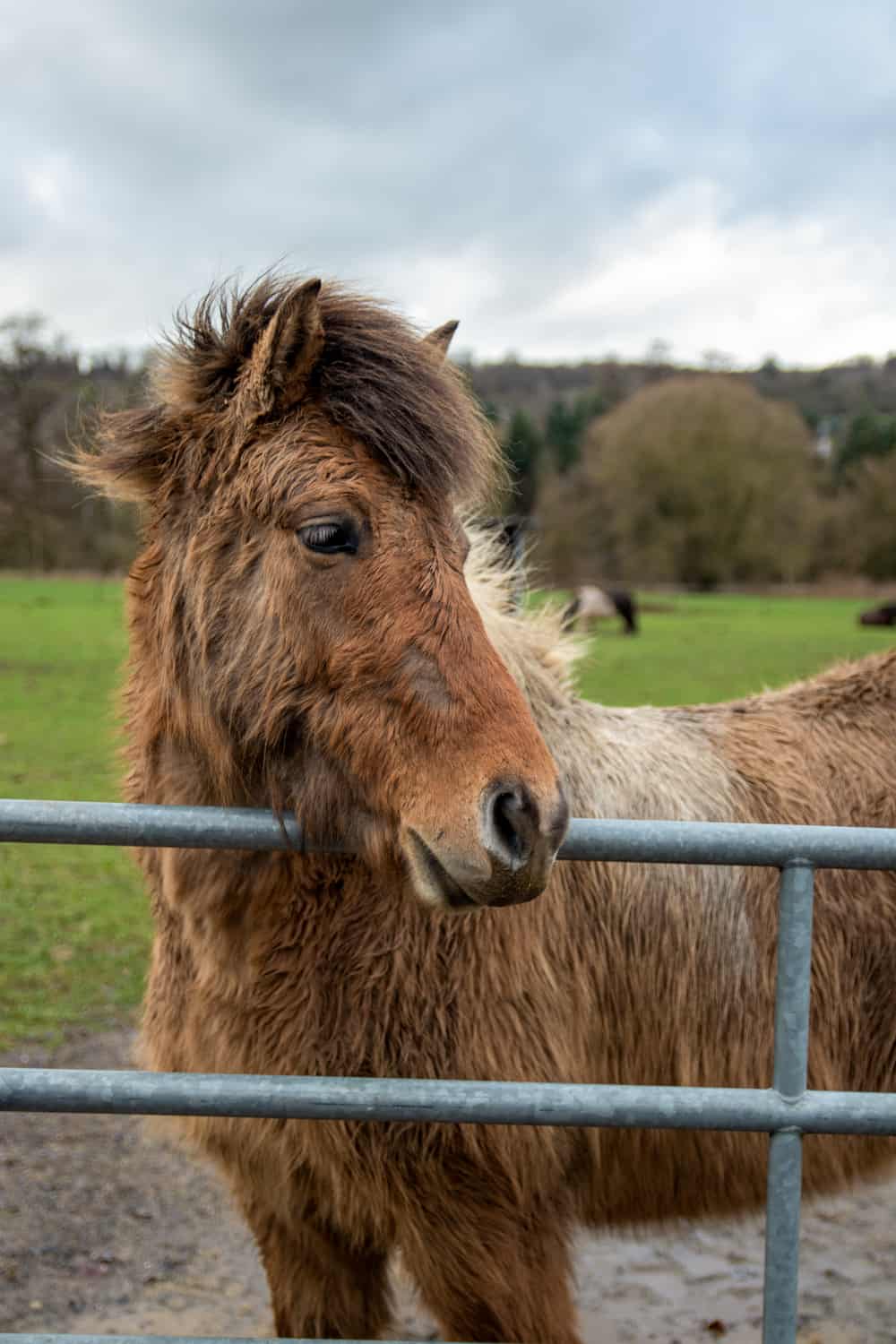 Diagnosis And Prevention Of Hair Loss In Horses