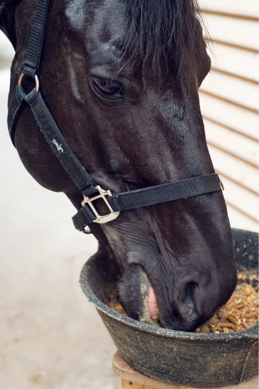 Other Choices for Horse’s Sweet Feed