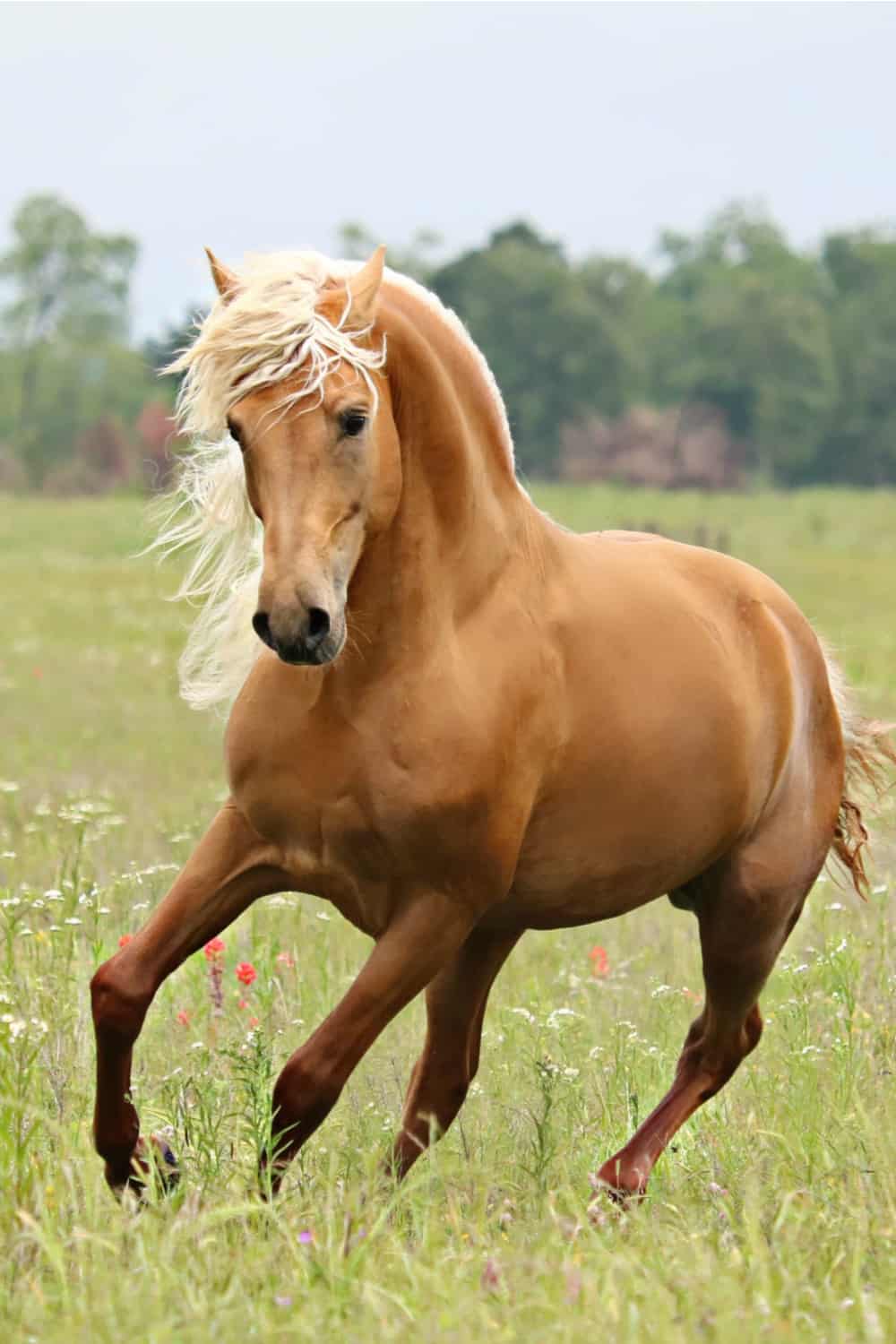 Palomino