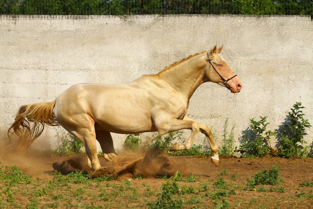 Perlino