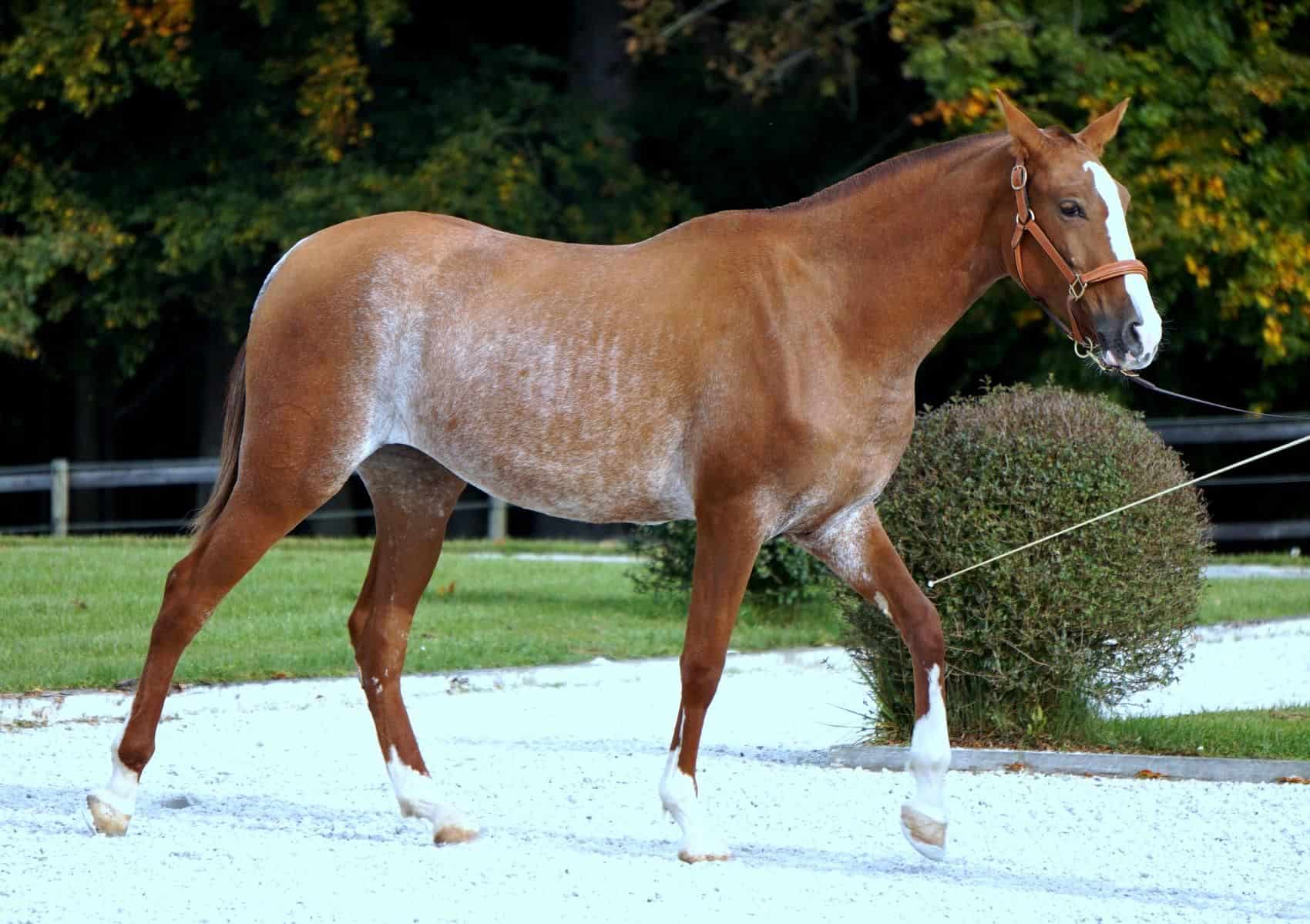 Rabicano