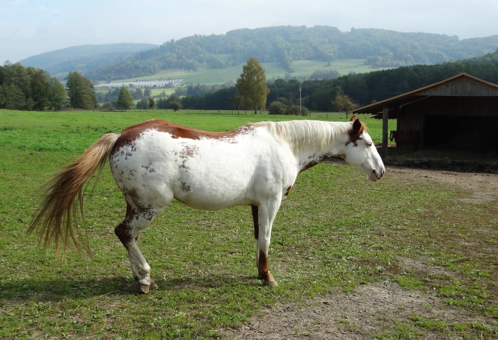 Sabino
