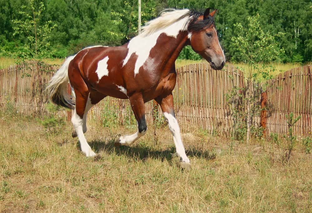 Skewbald