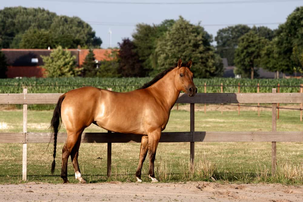 The Best Test
