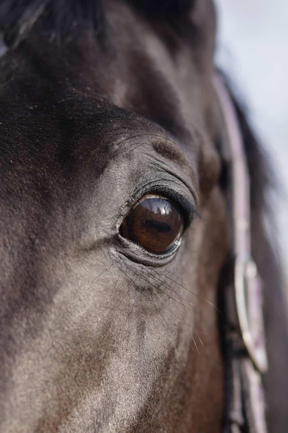 The Equine Eye