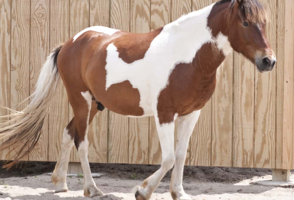 Tobiano