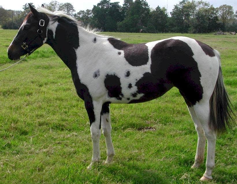 Tovero