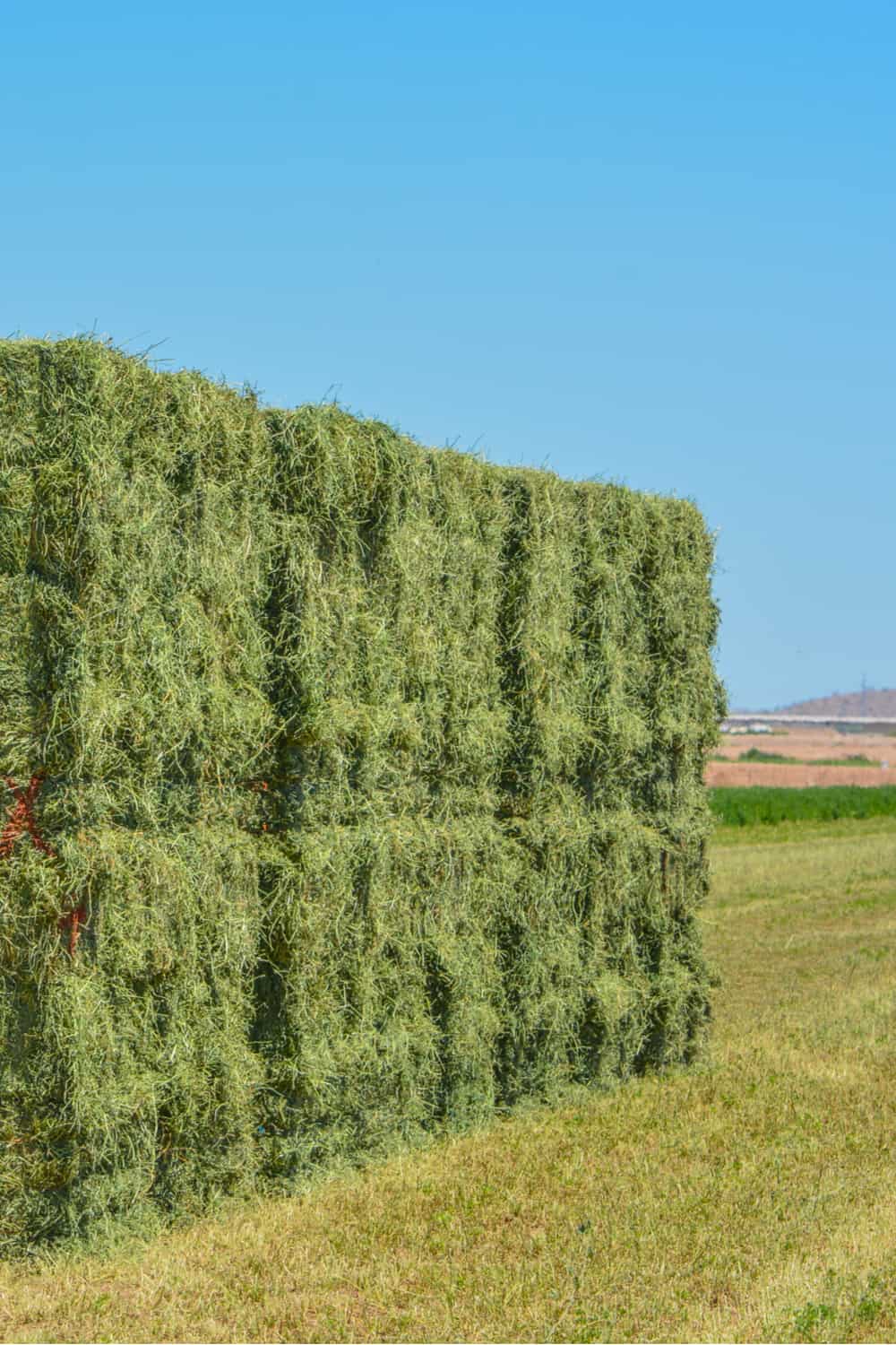 What is Alfalfa