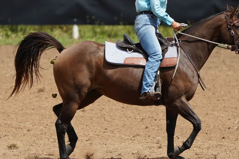 Why Horses Hate Being Ridden