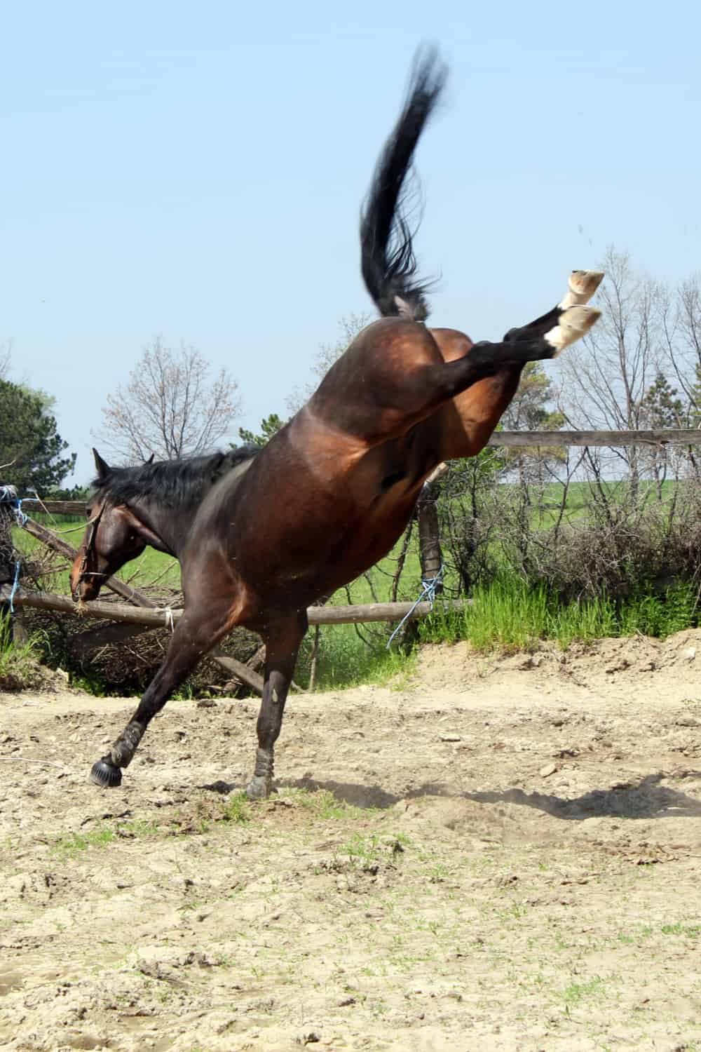 Why Would A Horse Kick