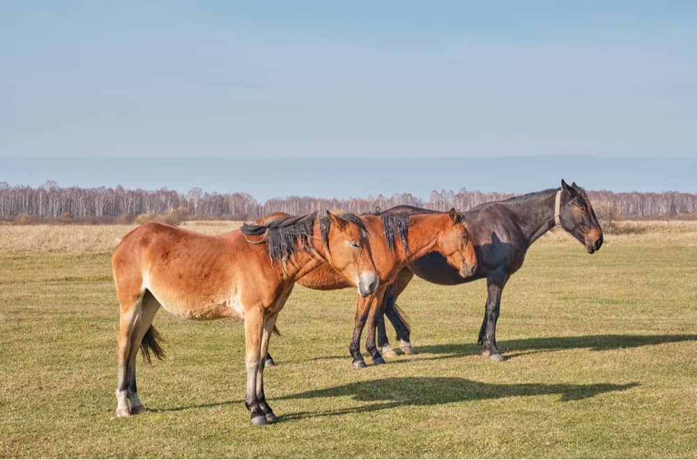 A Horse-ingo