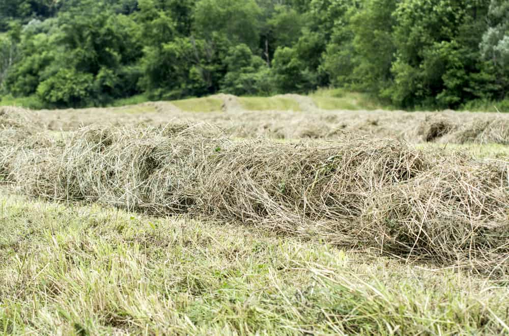 Alfalfa Timothy Mix