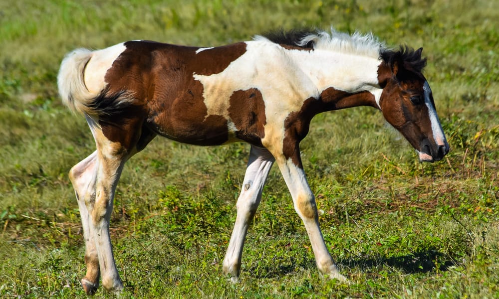 American Saddlebred