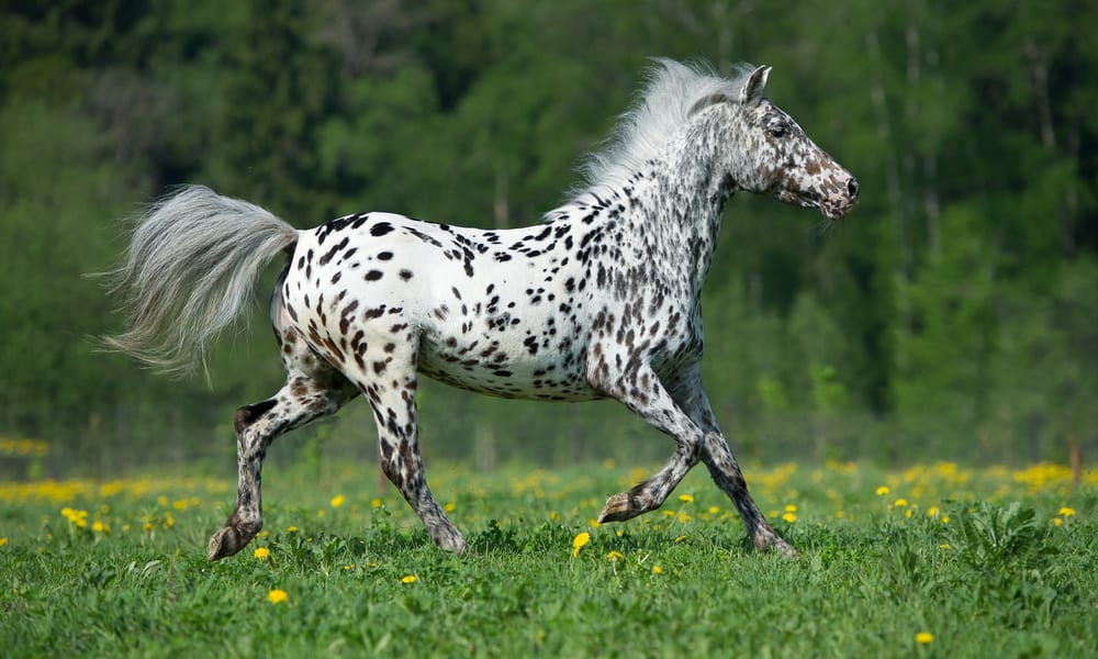 Appaloosa