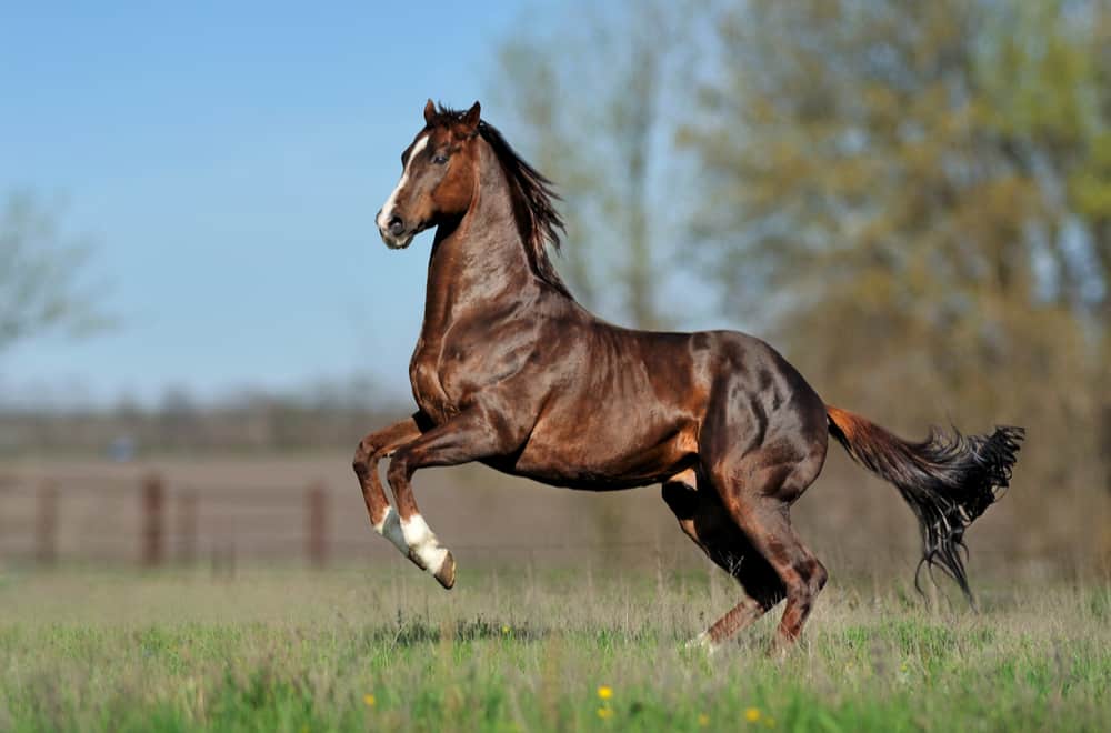 Average Horse Jump