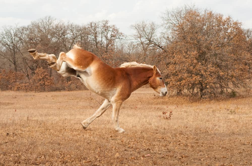 Being kicked by a horse