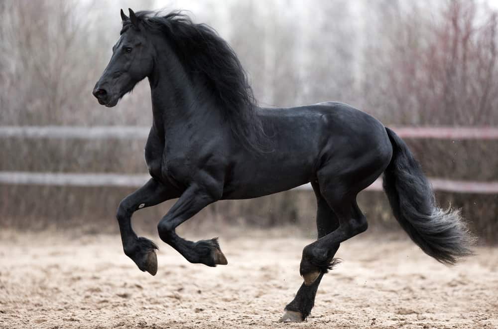 Black horses