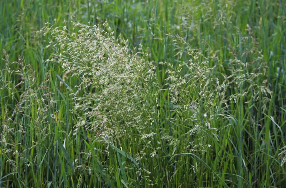 Bromegrass