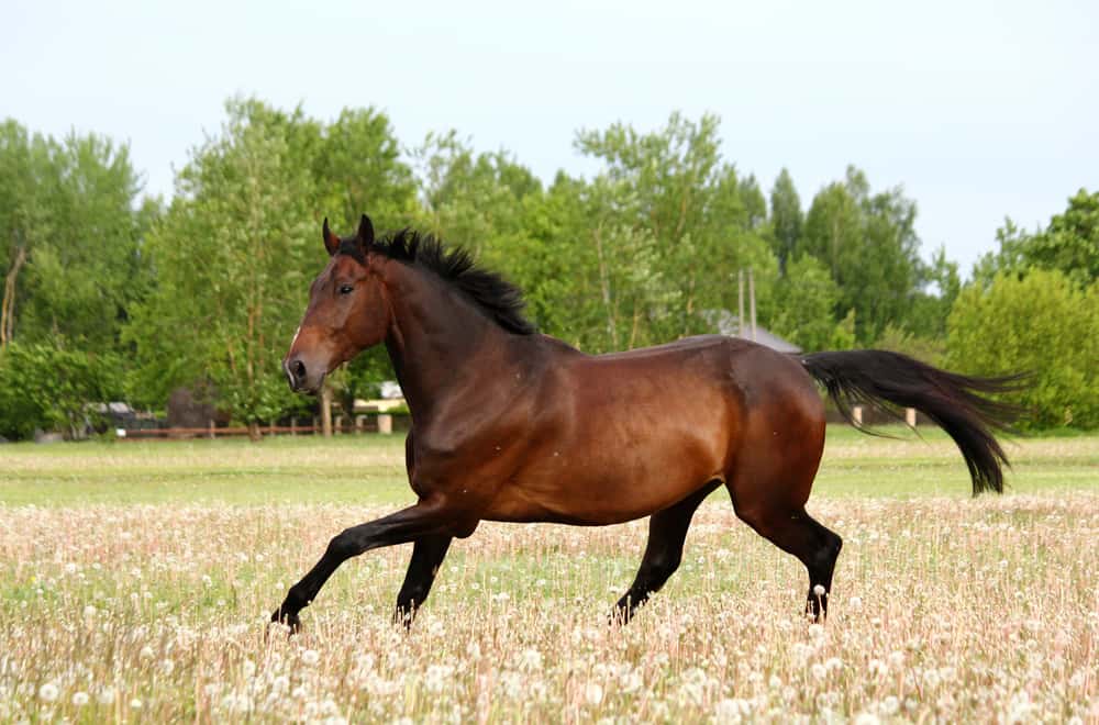 Brown horses