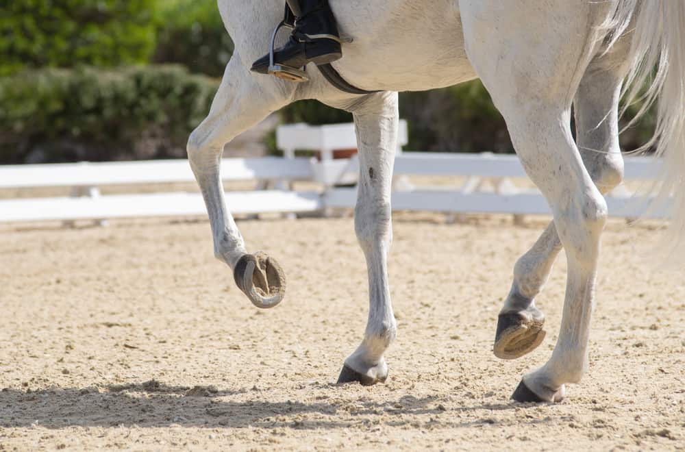 Causes of Horse Founder