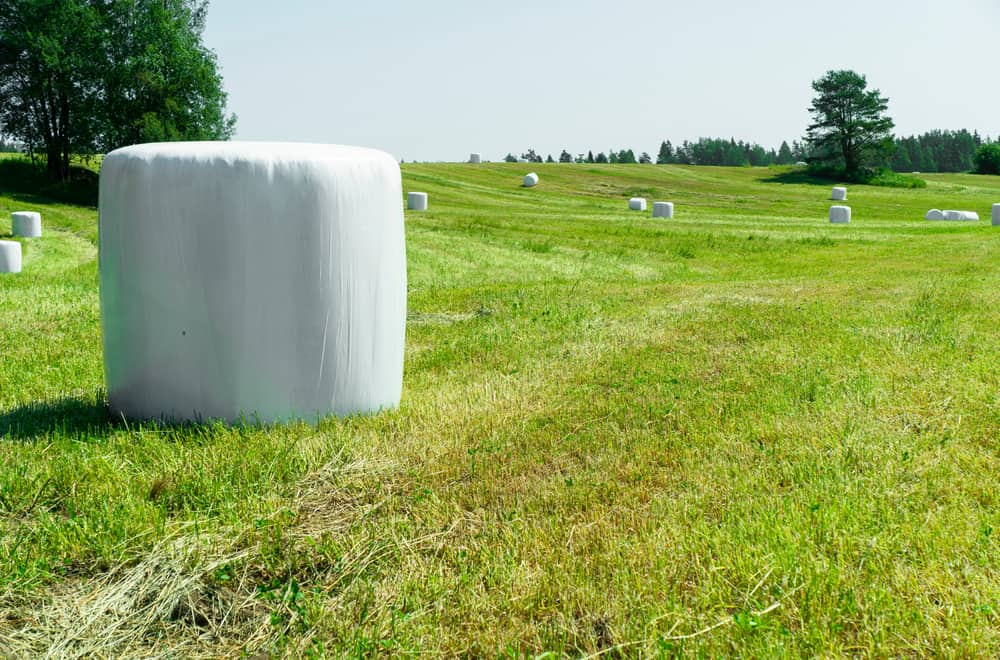 Cereal Hay