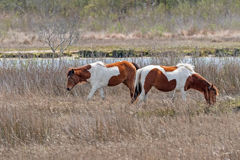 ChincoTeague Pony