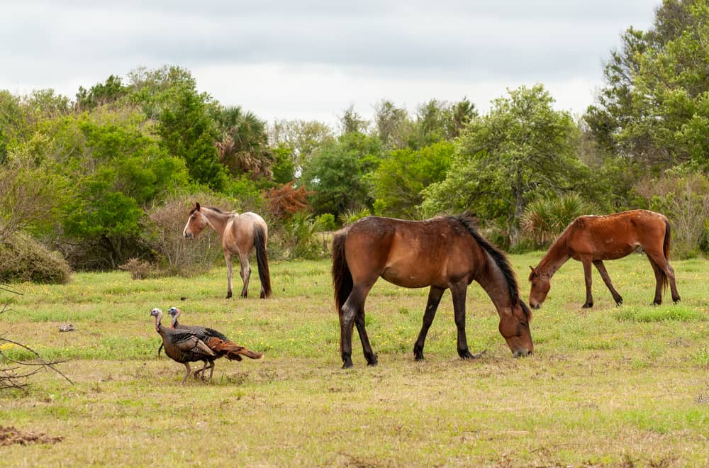 Cumberland Island Horses