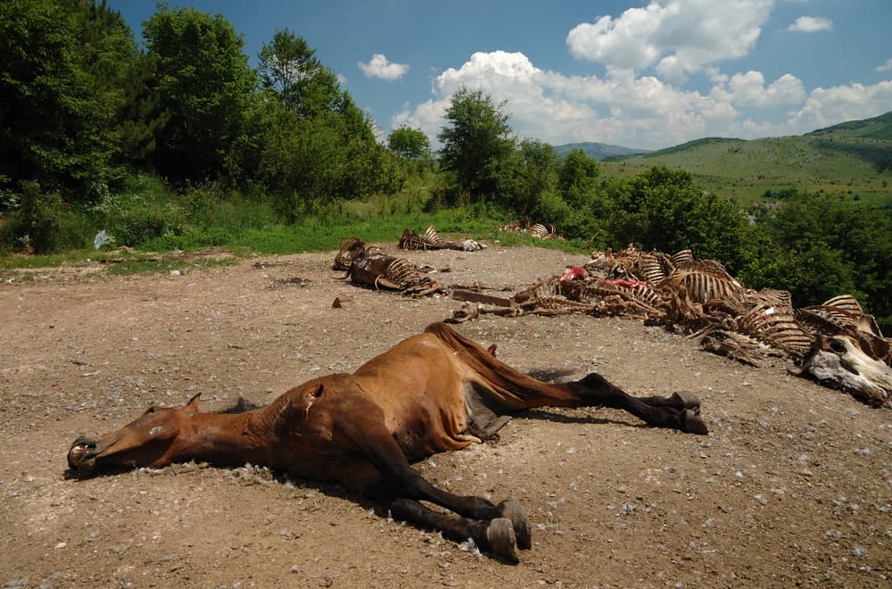 Dead horse