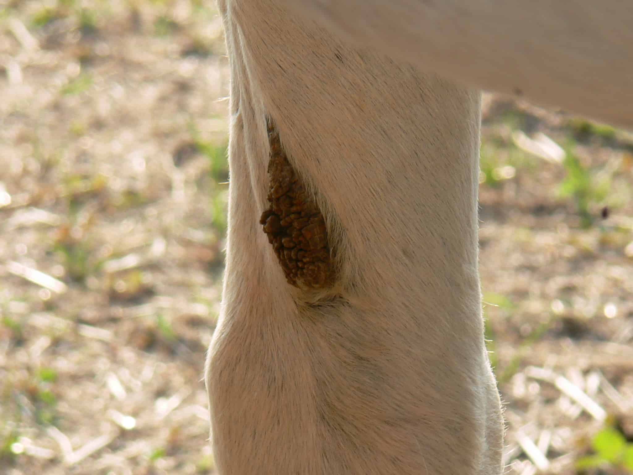 How to Remove Chestnuts and Ergots