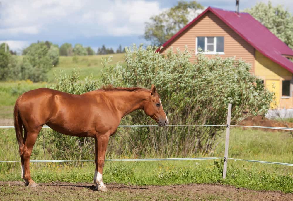 Do Horses Sleep Standing