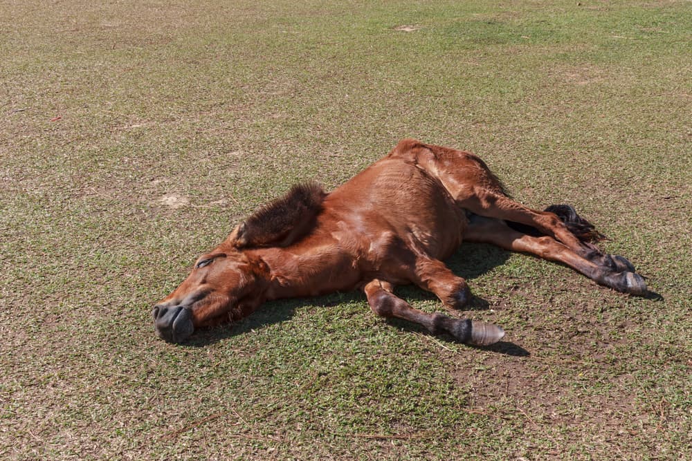 Do People Kill Horses To Produce Glue