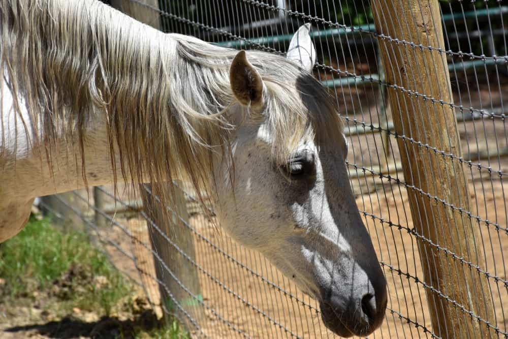 Do People Make Glue From Horses
