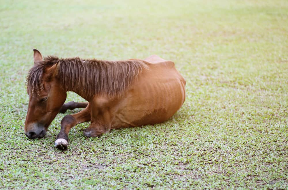 Dying horse