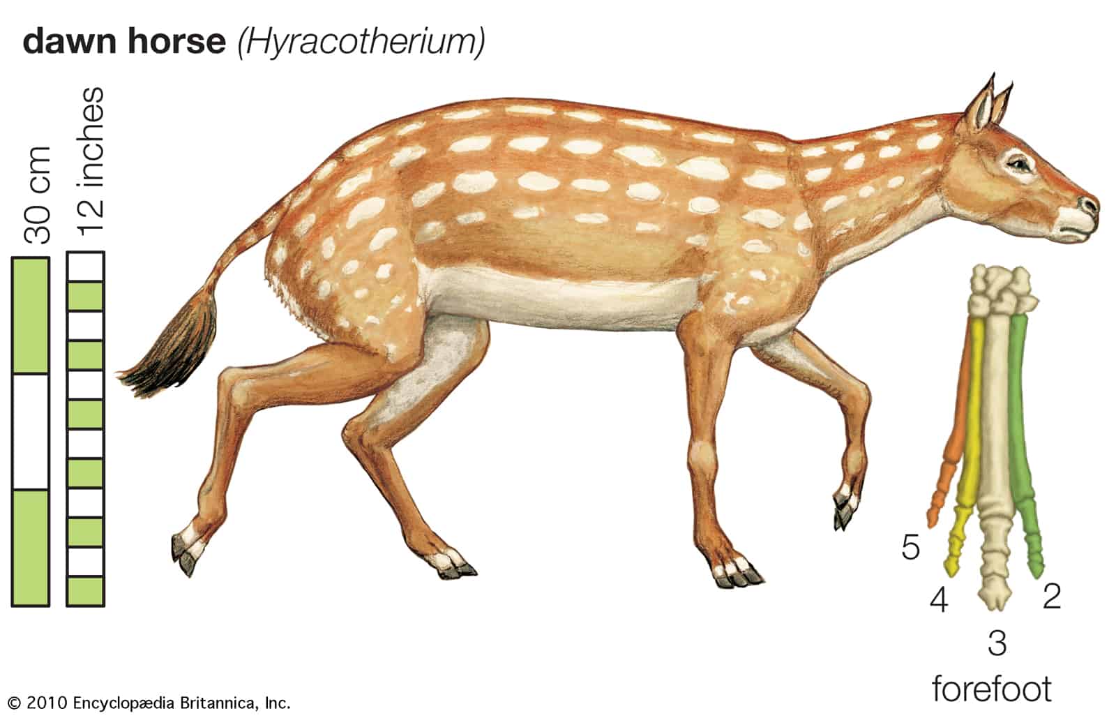 Eohippus, Ergots, and Chestnuts