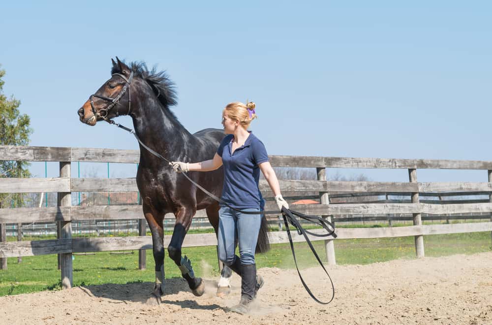 Equine Training Facilities