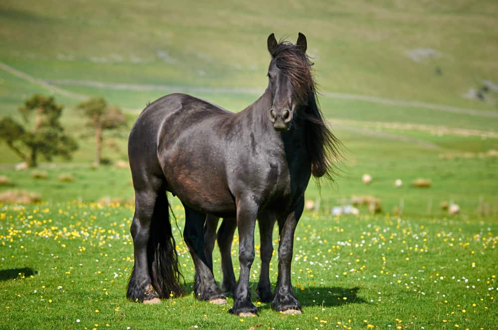 Fell Ponies