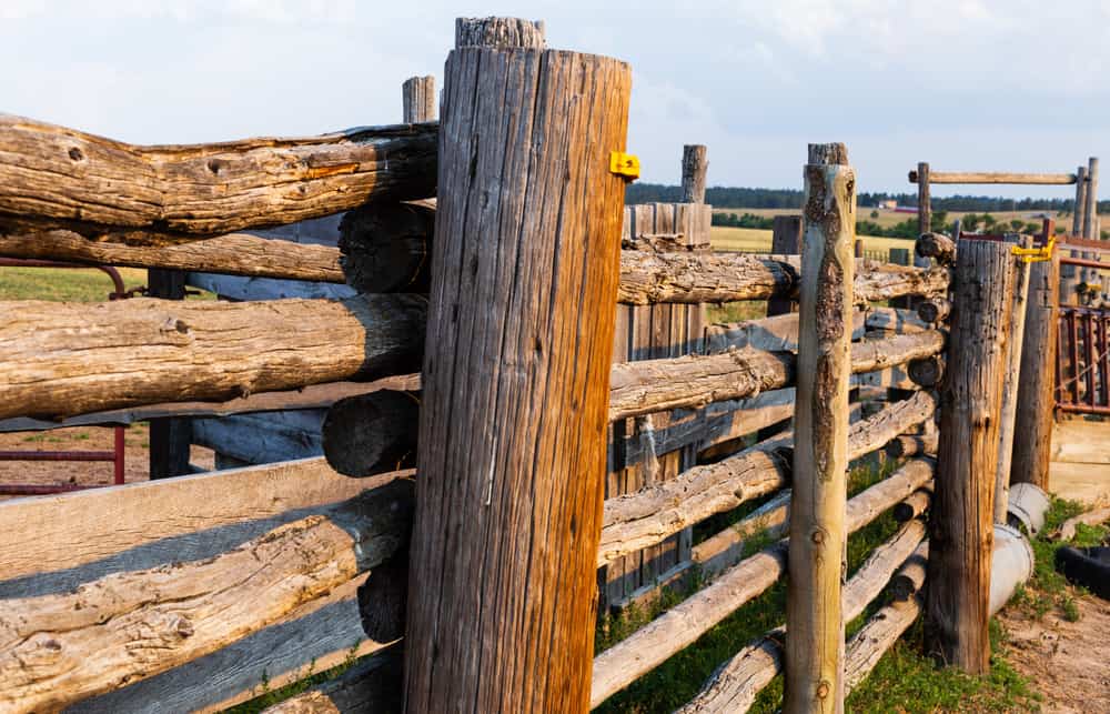 Fence Posts