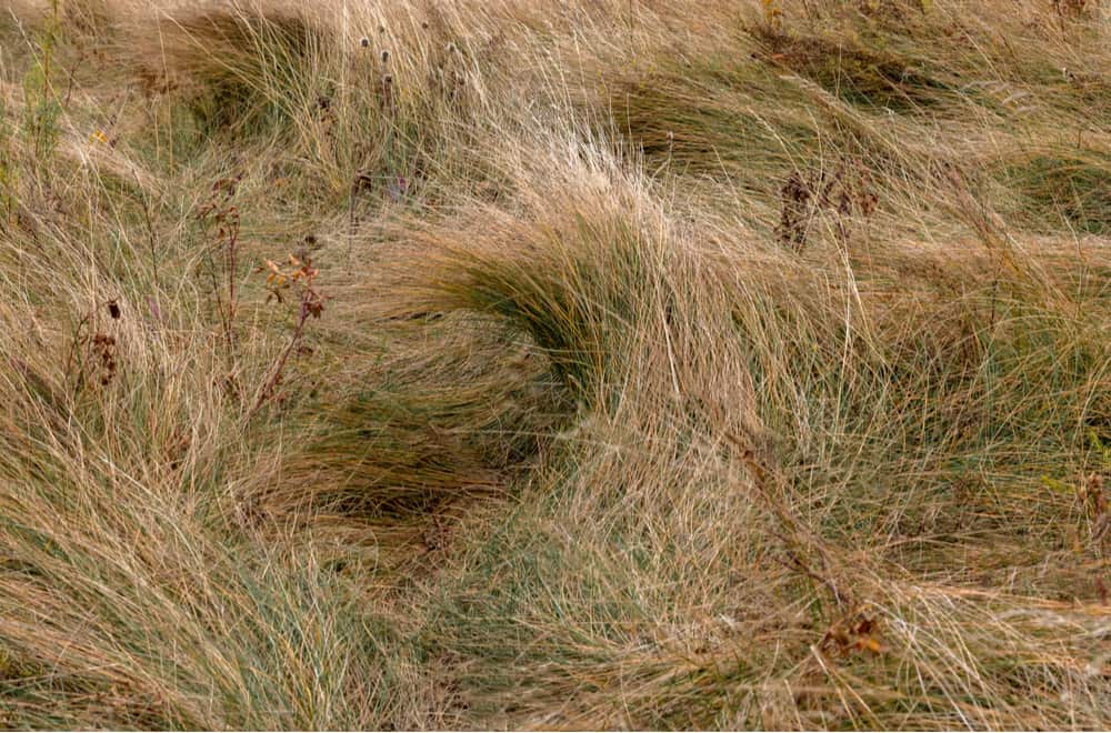 Fescue