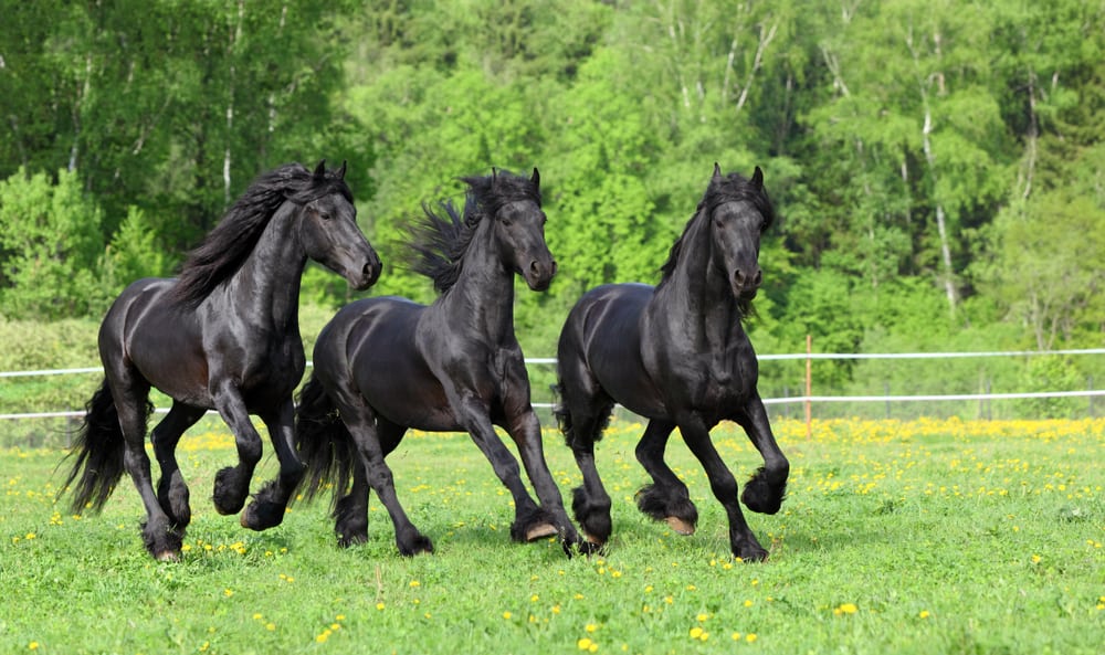 Friesian