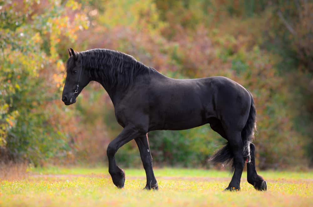 Friesian