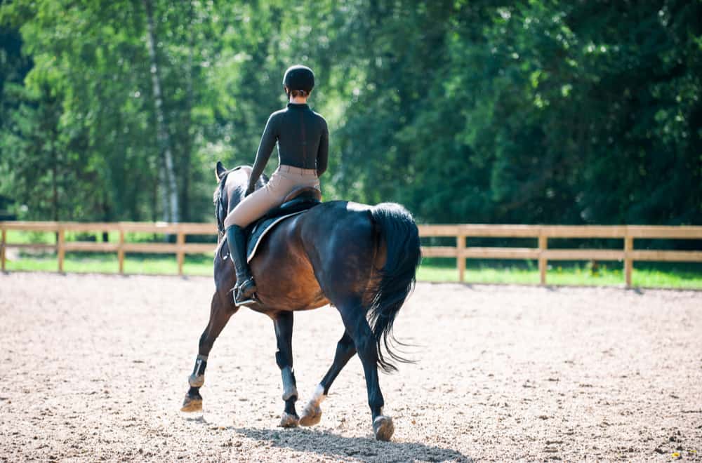 Getting Into Equestrianism