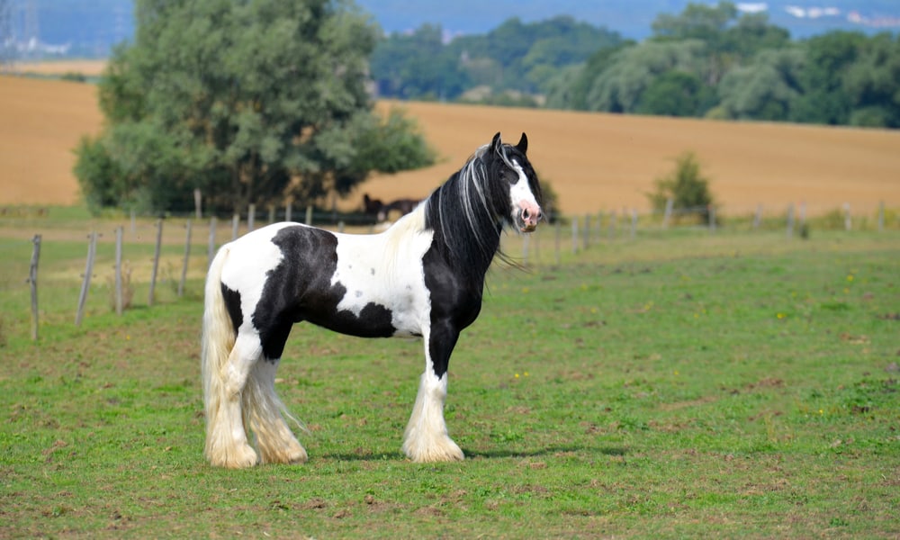 Gypsy Vanner