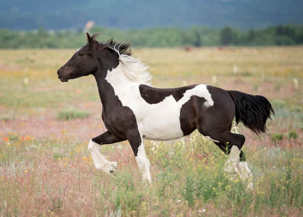 Gypsy Vanner