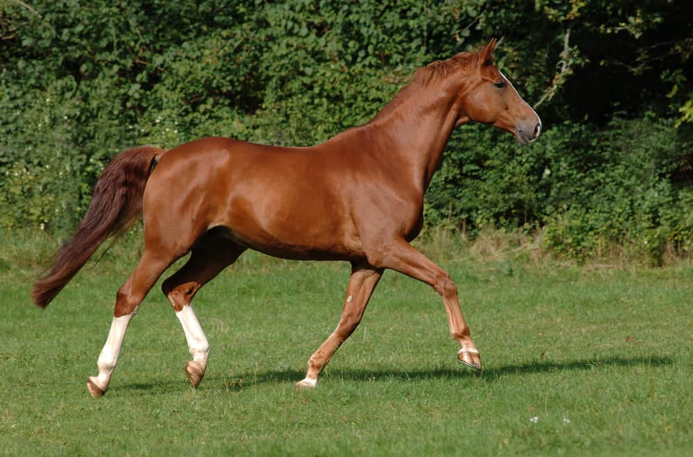 Hanoverians