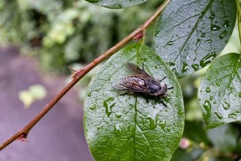 Homemade Horsefly Repellent