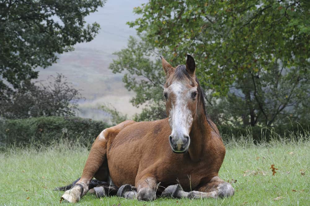 Horse Age in Human Years